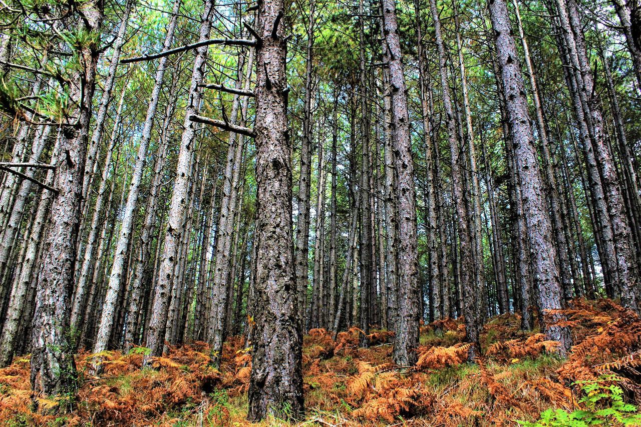 Foresta In Medias Mores Tripoli Ngoại thất bức ảnh